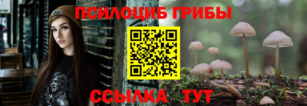 Дальнегорск  купить наркоту  Вход с VPN  Галлюциногенные грибы MAGIC MUSHROOMS 